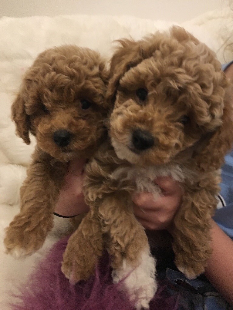 poochon teddy bear